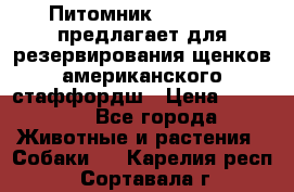 Питомник KURAT GRAD предлагает для резервирования щенков американского стаффордш › Цена ­ 25 000 - Все города Животные и растения » Собаки   . Карелия респ.,Сортавала г.